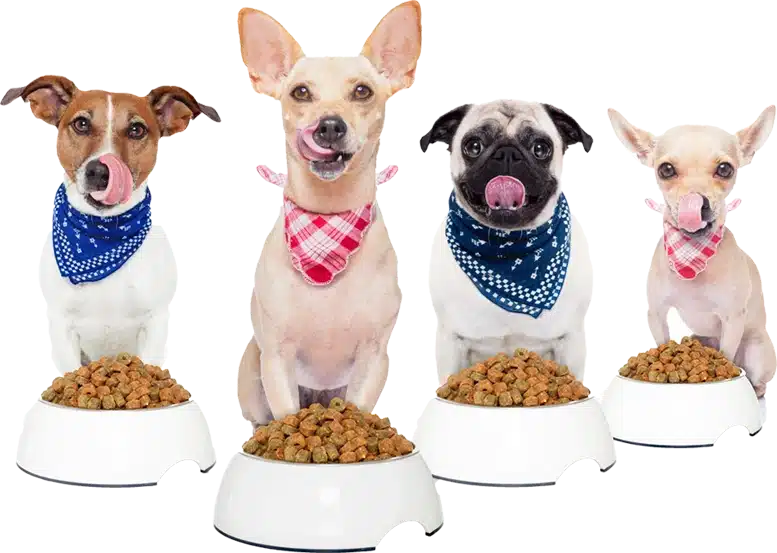 dle-about-page12-pet-img1 Four dogs in bandanas sit side by side, each in front of a bowl of dry dog food, all with their tongues out.