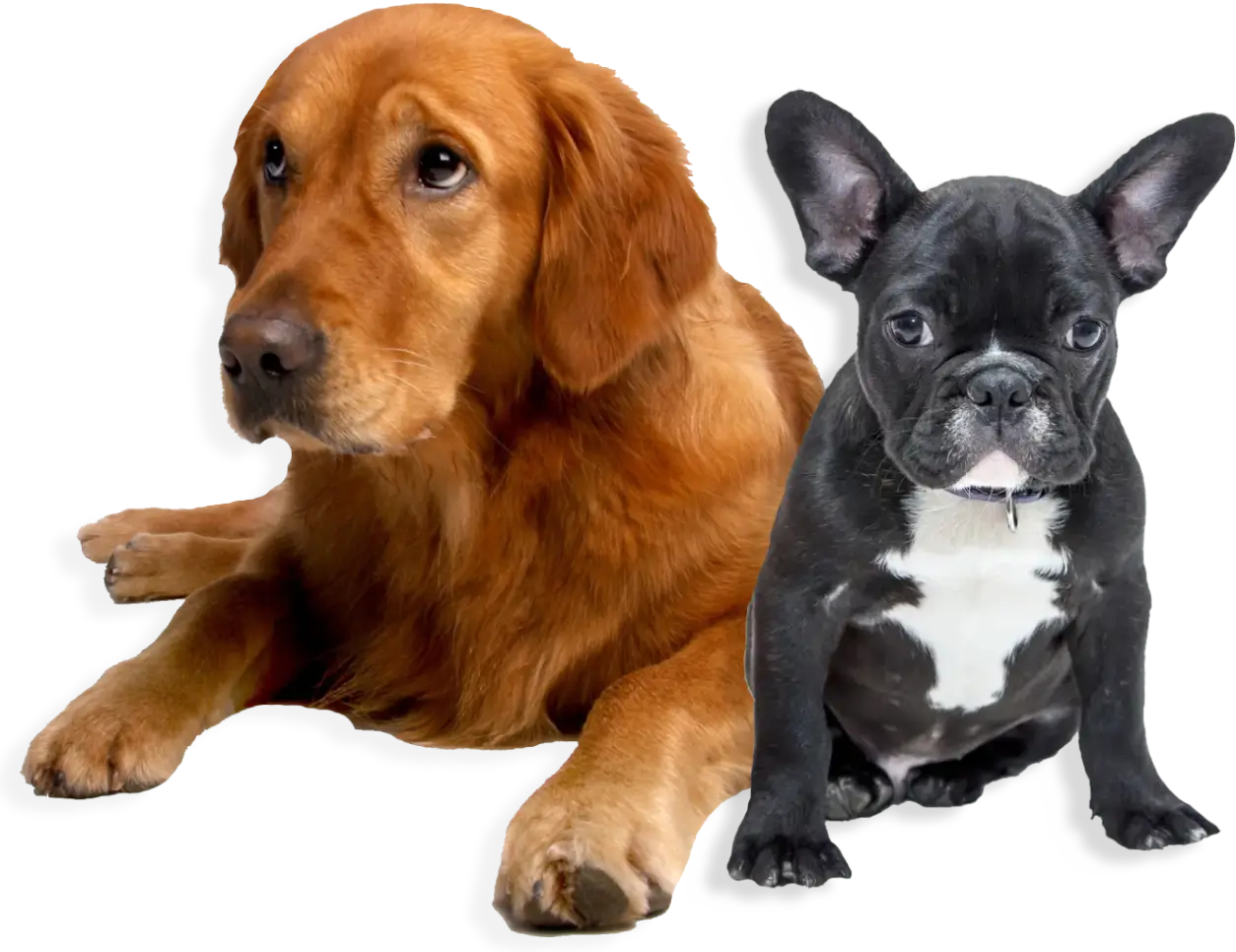 dle-dog-care-home-page-01 A golden retriever lying next to a sitting black and white French bulldog, both facing forward.