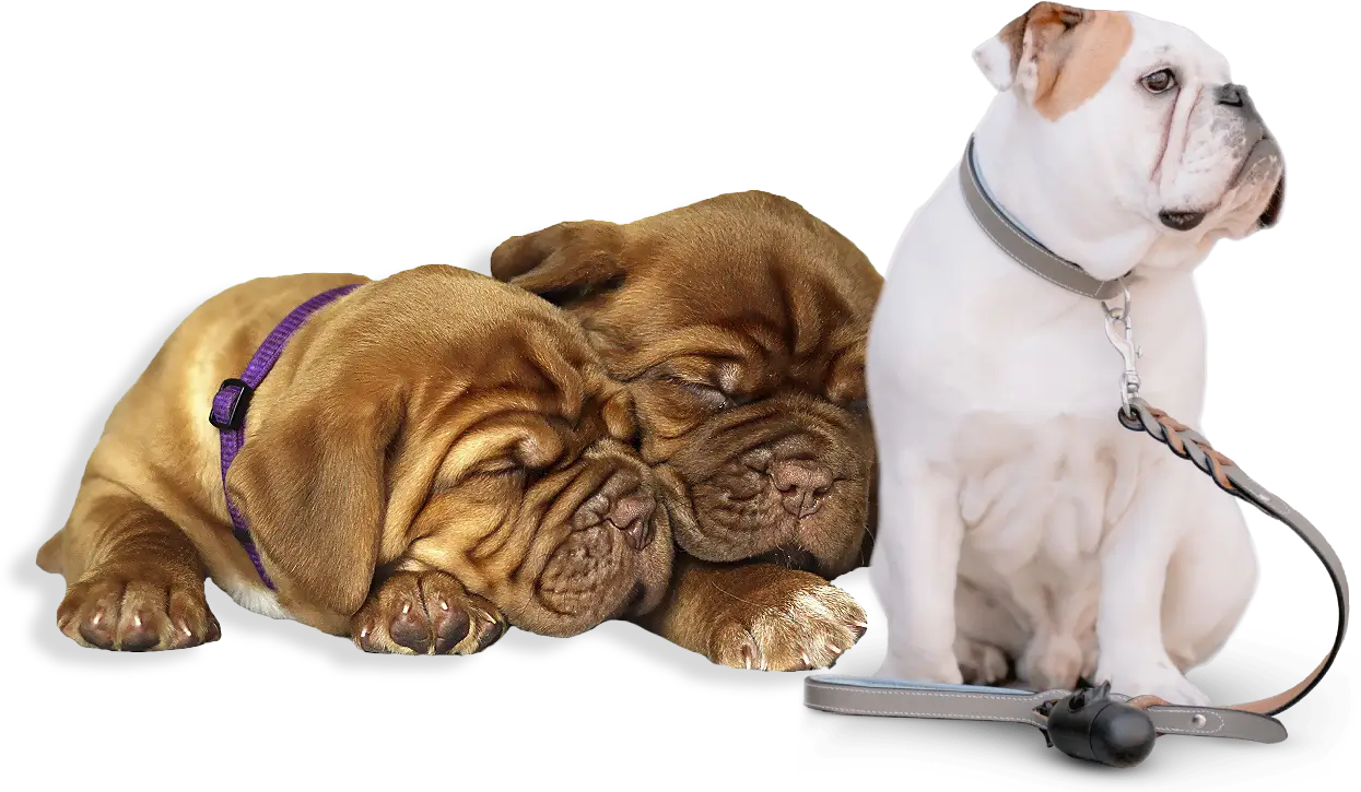 Two brown puppies sleep side by side as a white bulldog wearing a gray collar and leash sits nearby.